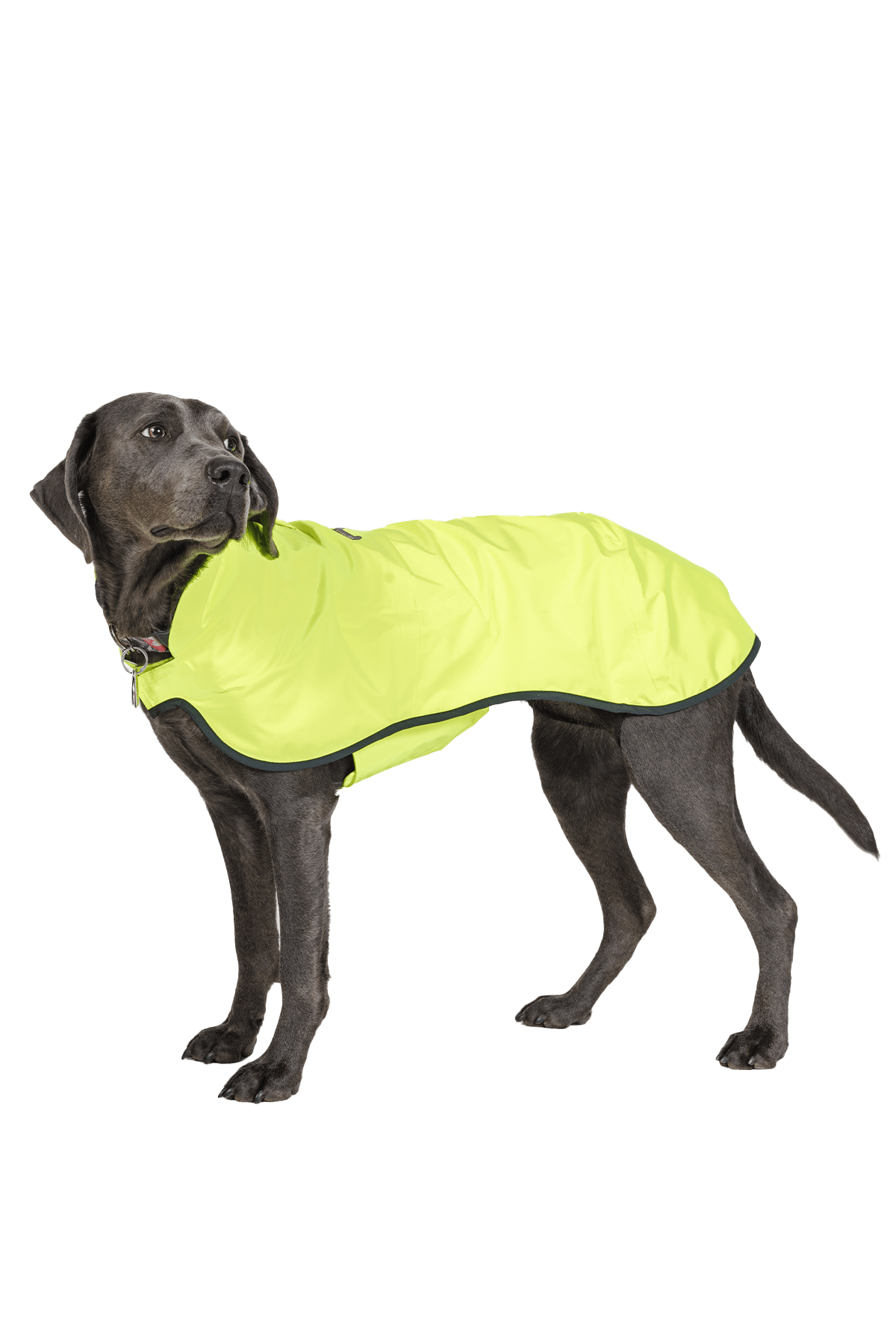 Boathouse Waterproof Dog Jacket - Image 6