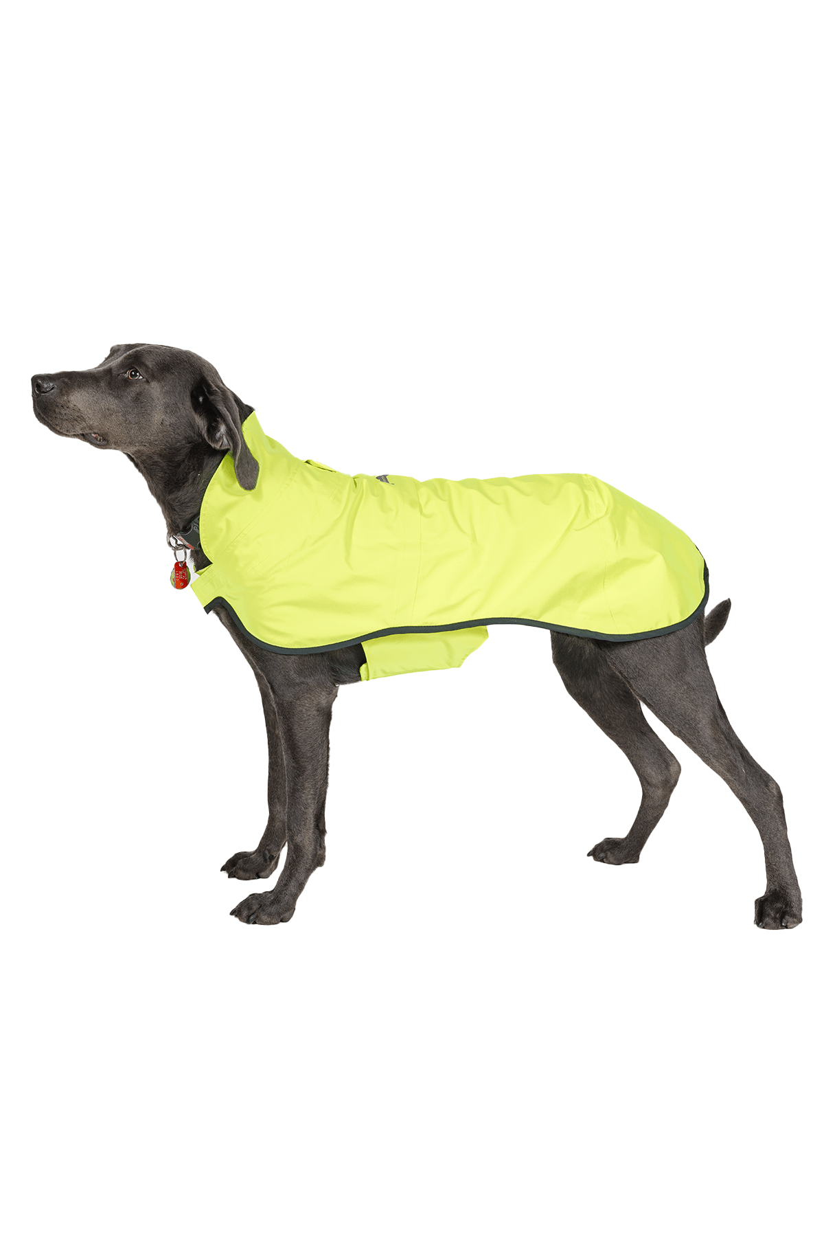 Boathouse Waterproof Dog Jacket - Image 5